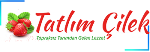 Tatlım Çilek – Tekhiz web tasarım referansı